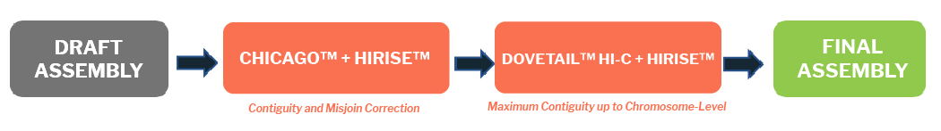 dt_GA_pipeline_final genome assembly workflow