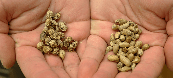 Arachis duranensis