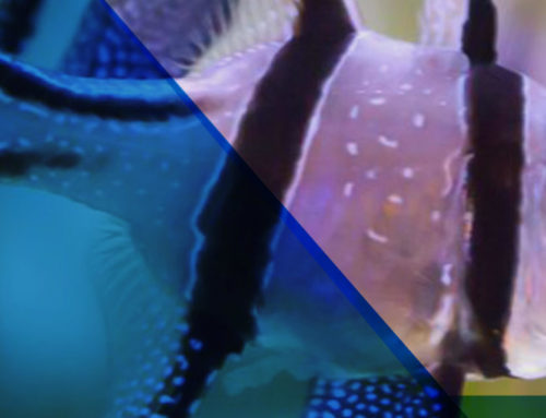 Meet Basuki – Star of A Genome for Basuki Program