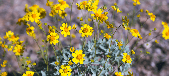 Brittlebush