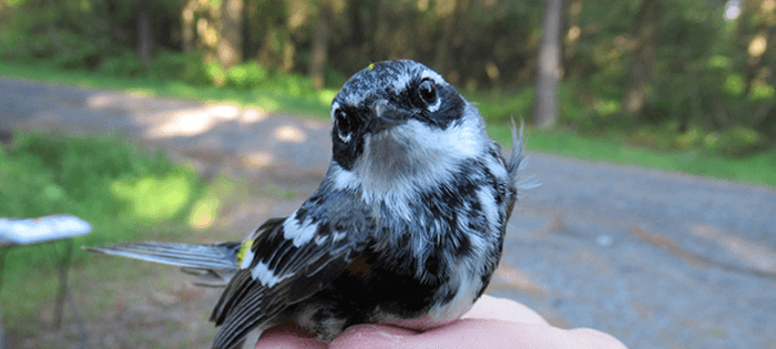 Myrtle Warbler