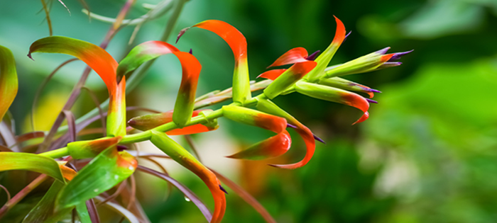 Tillandsia