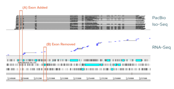 Genome Annotation Dovetail Genomics Genome Annotation Dovetail Genomics