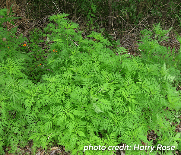 Annual ragweed