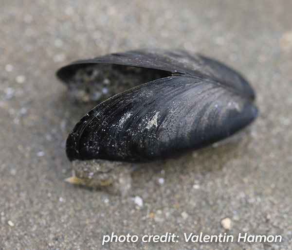 Blue mussel