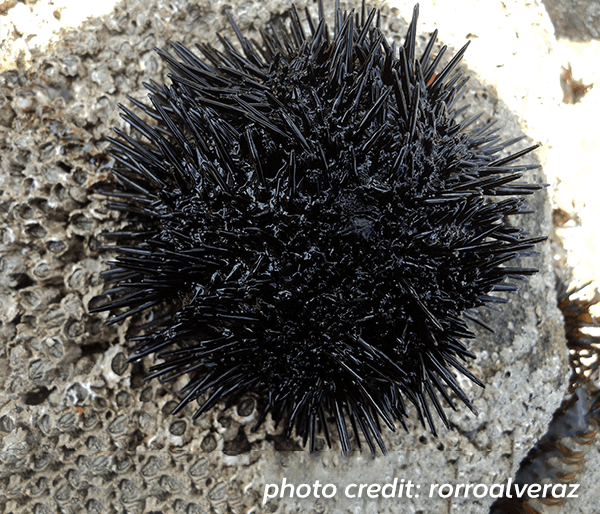 Chilean sea urchin