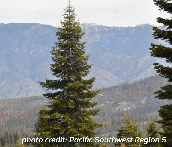 Giant sequoia