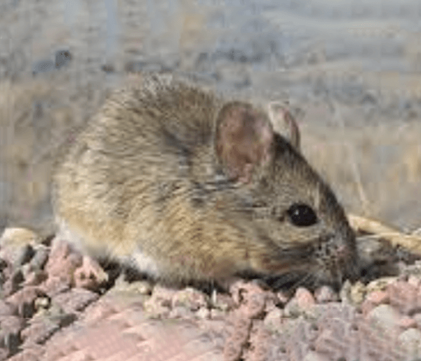 Leaf-eared_mouse