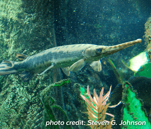 Longnose gar