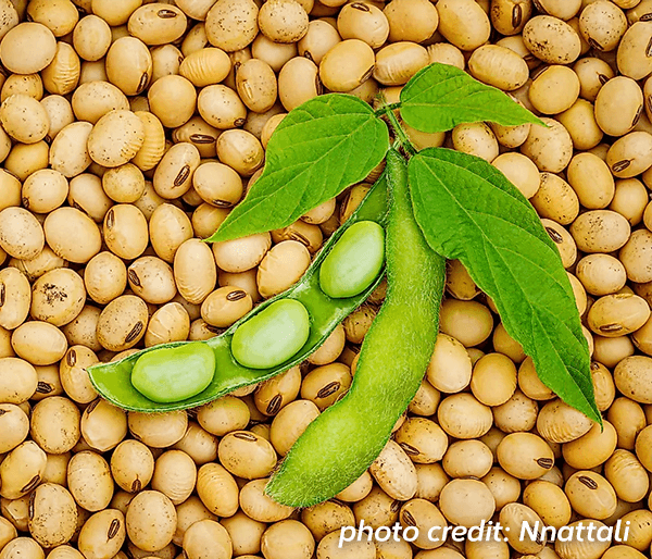 Wild soybean