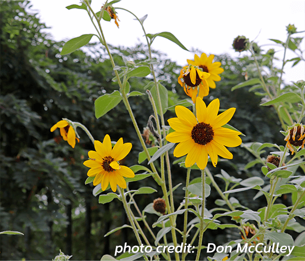 Wild sunflower