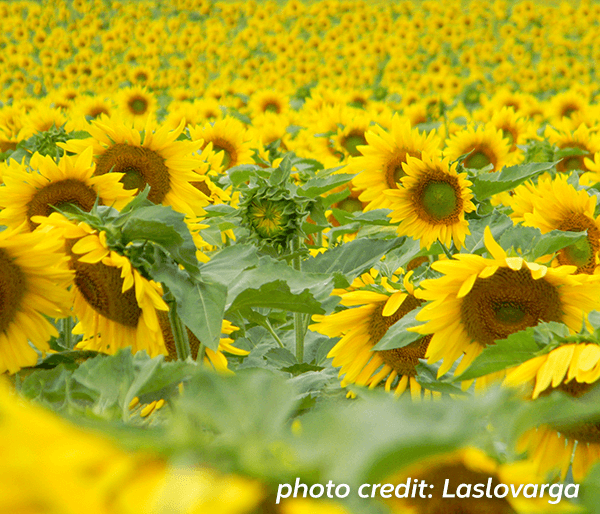 Wild sunflower