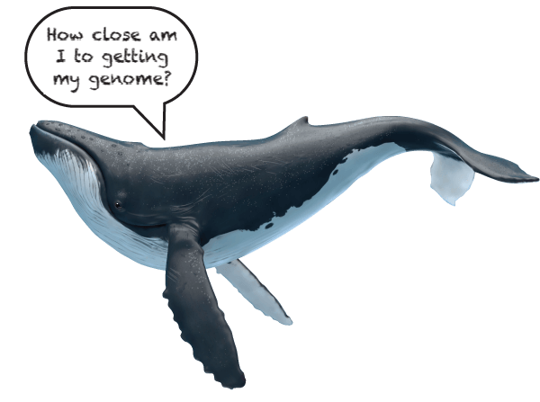 Humpback whale - Revive & Restore Wild Genomes initiative