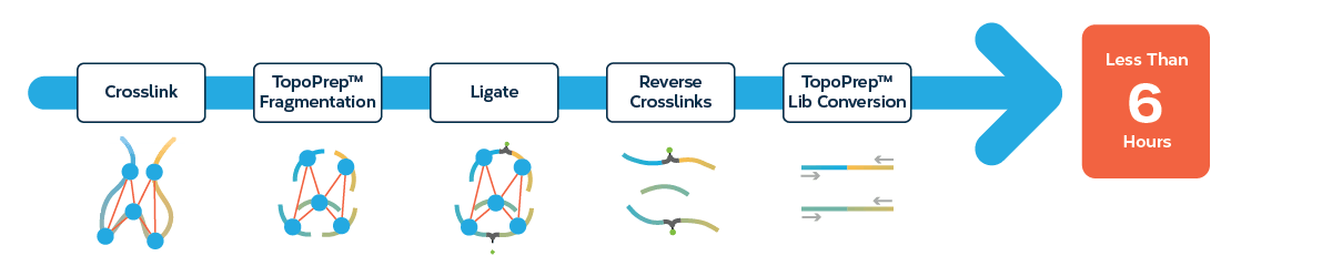 TopoLink_Workflow_transparent