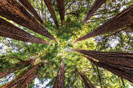 big-Coast_Redwood
