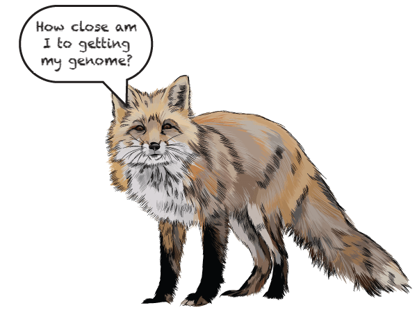 gray-fox
