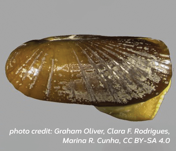 Atlantic awning clam