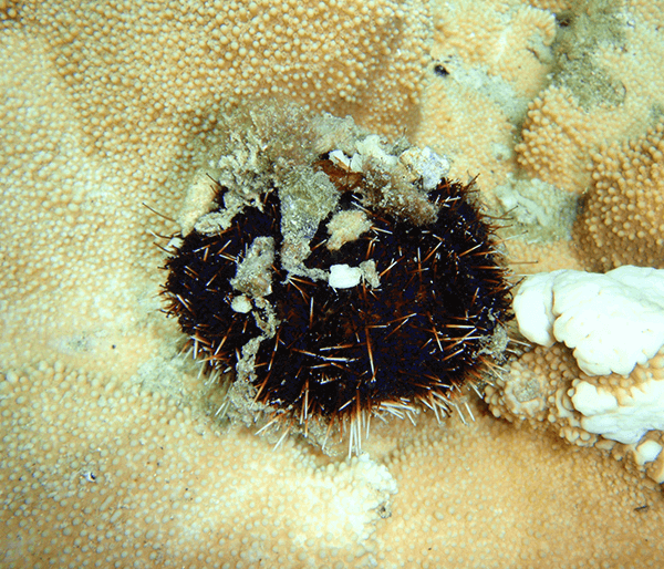 Collector urchin