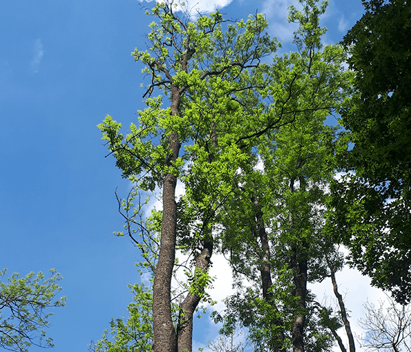 European ash