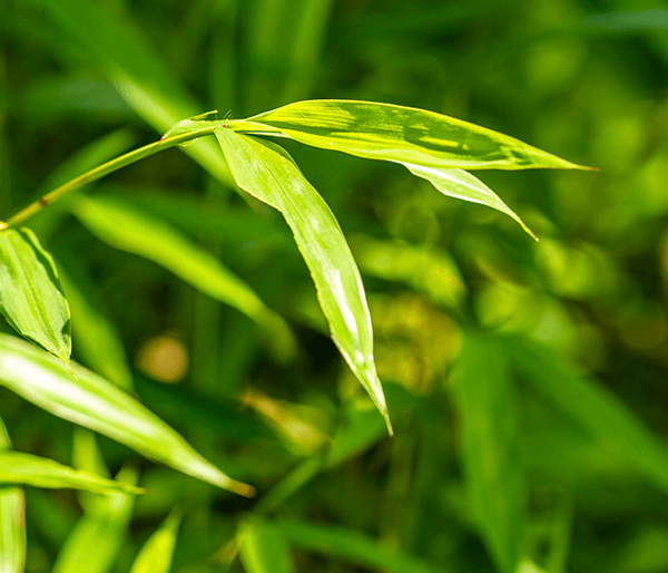 Japanese stiltgrass