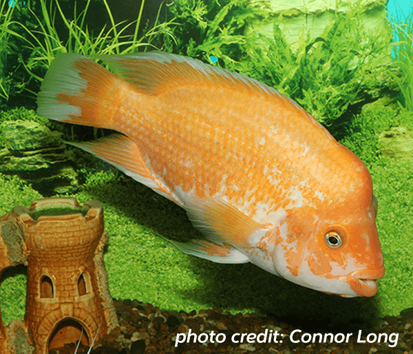 Midas cichlid 