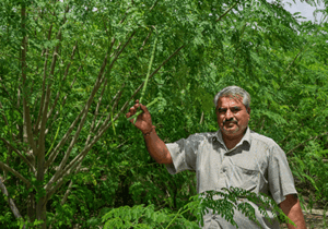 Moringa