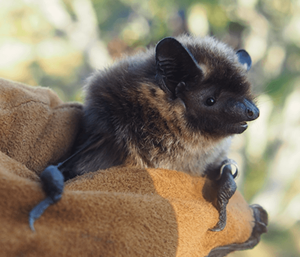 Northern bat