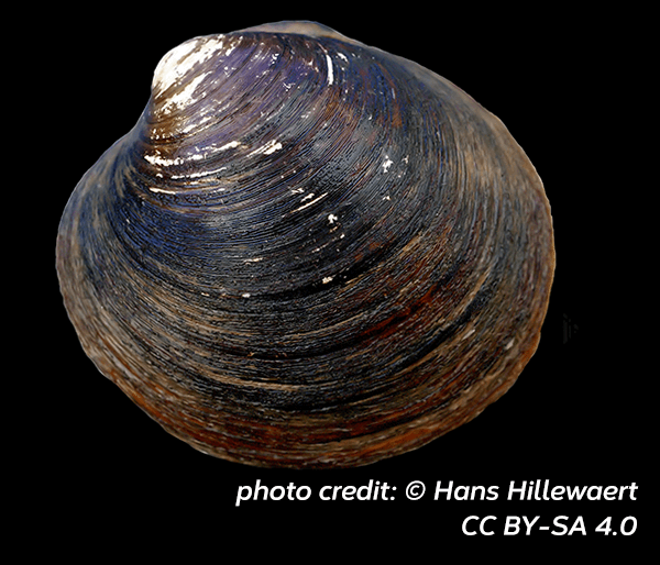 Ocean quahog