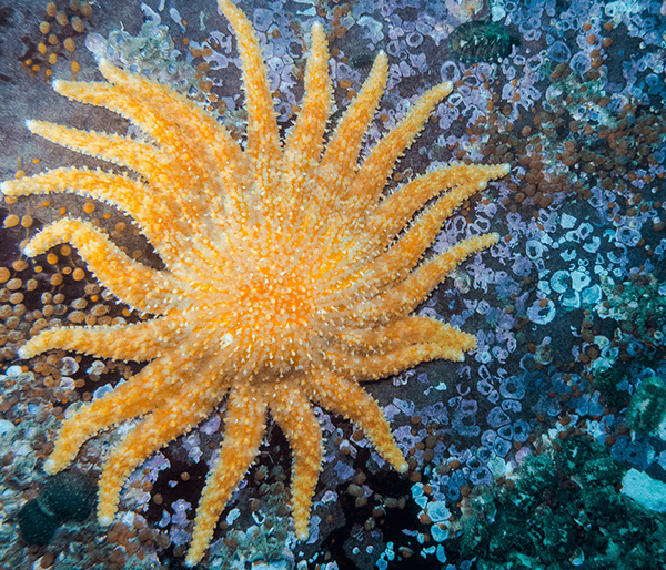 Sunflower sea star