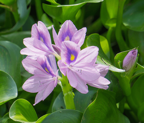 Water hyacinth