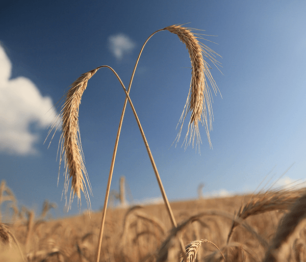 wheat
