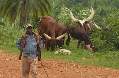 Ankole_Cattle_2