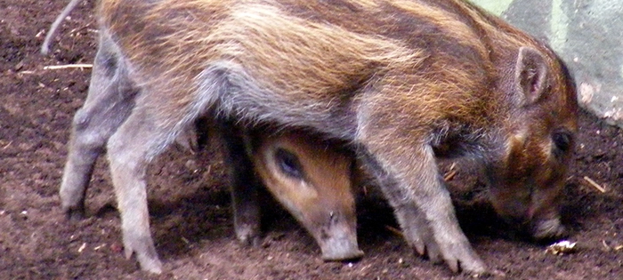 testimonial_image_pig