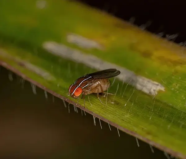african fig fly