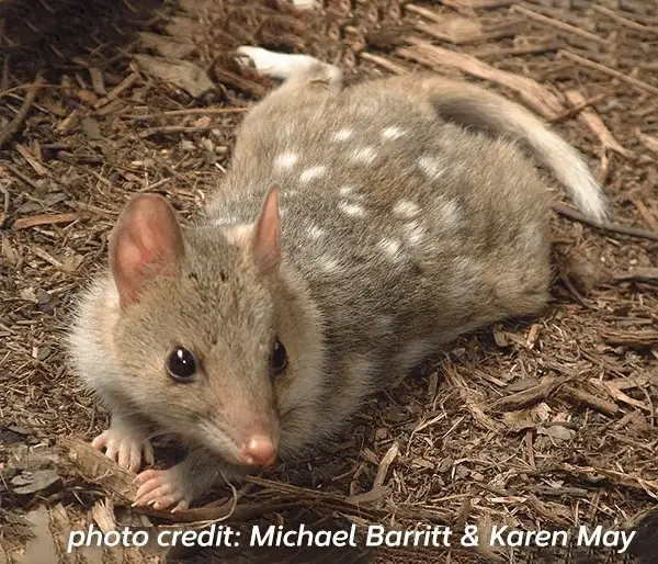 https://dovetailgenomics.com/wp-content/uploads/2023/09/Eastern_quoll.webp