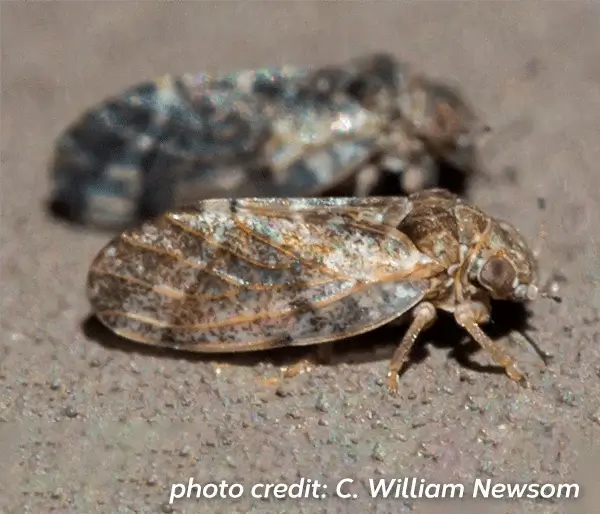 Hackberry petiole gall psyllid