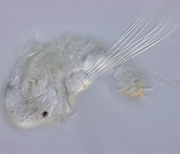 Polychaete